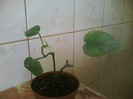 philodendron scandens-multumesc Diana