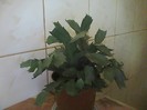 schlumbergera ciclam