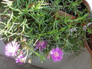 lampranthus- floarea de pranz