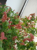 beloperone guttata-planta crevete