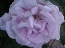 Rose Sissi (2011, June 07)