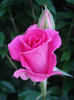 Rose Pink Peace (2011, June 07)