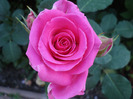 Rose Pink Peace (2011, June 07)