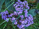 Heliotropium arborescens (2011, June 07)