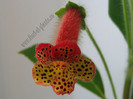 Kohleria Grongoling 3