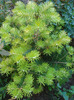 Abies koreana (2011, June 07)