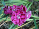 Dianthus chinensis (2011, June 07)