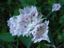 Dianthus chinensis (2011, June 07)