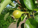 Pears_Pere Napoca (2011, June 07)