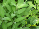 salvie medicinala salvia officinalis