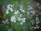 coriandrul coriandrum sativum