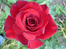 036
