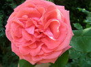 P4215823