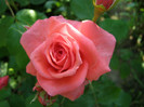 P4215824