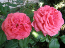 P4215825