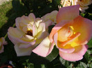P4215829