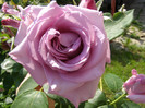 P4215830