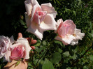 P4215840