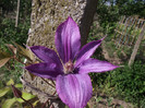 prima clematita