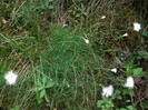 garofiţe de munte
