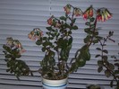 kalanchoe clopotel