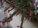 limba soacrei -67 flori