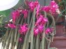 coada sobolanului=aporocactus flagelliformis