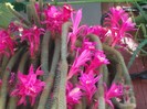 coada sobolanului=aporocactus flagelliformis