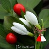 martisor_ghiocel