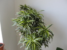 dracena