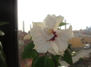 hibiscus alb-crem batut