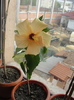 hibiscus cais simplu