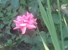 Photo027_001