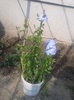 Photo plumbago