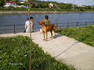 Vijla maghiara
