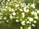 DSC00327