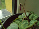 DSC00296