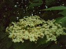 DSC00300