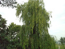 DSC00301