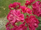 DSC00303