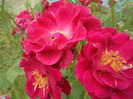 DSC00304