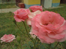 DSC00306