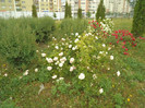 DSC00325