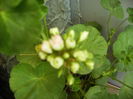 boboci de muscata trandafir bicolor