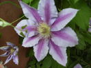 clematis