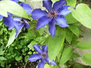 clematis