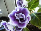 gloxinia