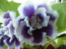 gloxinia