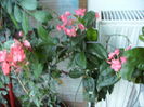 plumbago indica