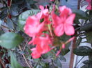 plumbago indica